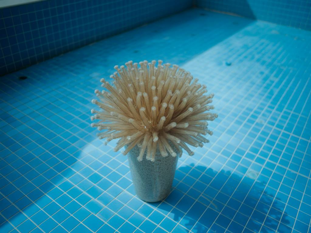 Prévenir l’apparition d’algues dans une piscine très fréquentée grâce à un entretien optimisé